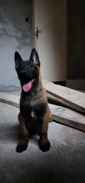 Femelle Malinois Charbonné - 1