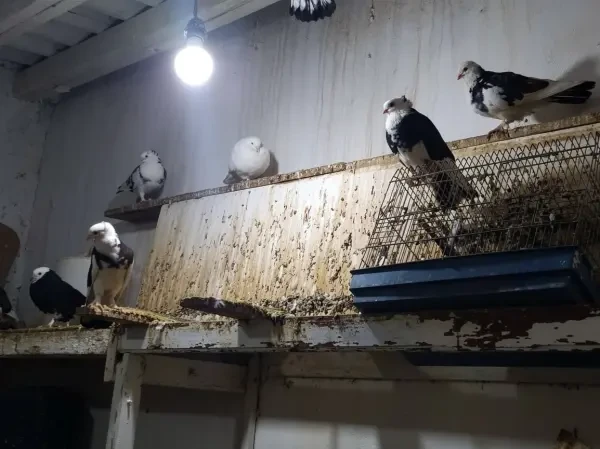 Vente Des Pigeons - 1