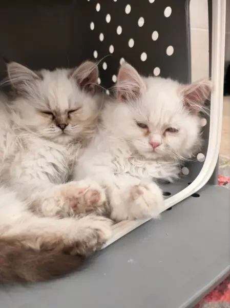 Chat Persan Couple - 1