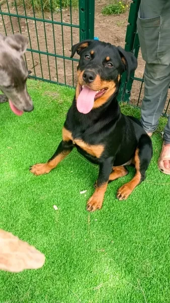 Rottweiler Femelle/Contact - 1