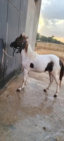 Pony - 1
