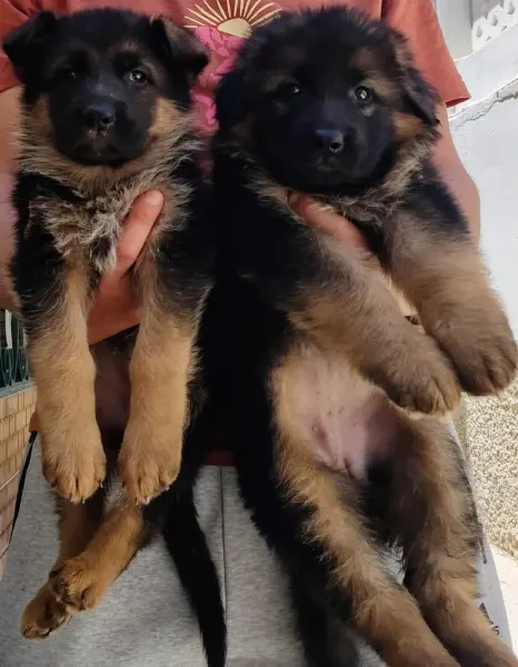 Chiots Femelles Berger Allemand - 1