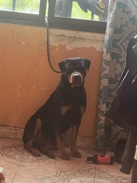 Rottweiler - 1