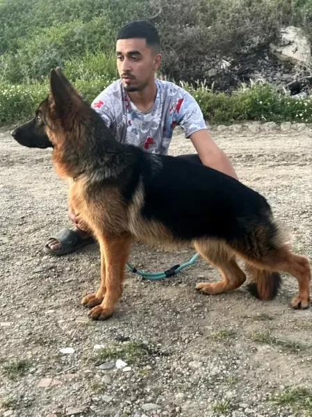 Female Berger Allemand - 1