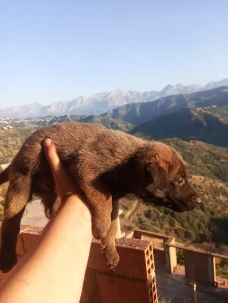 Malinois - 1