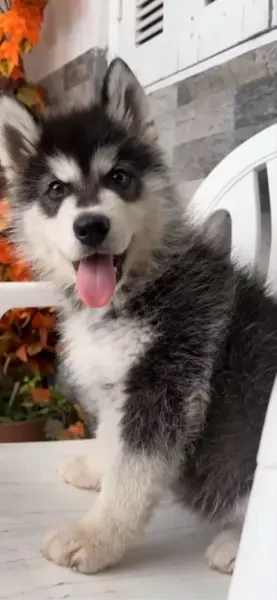 Avendr Husky - 1