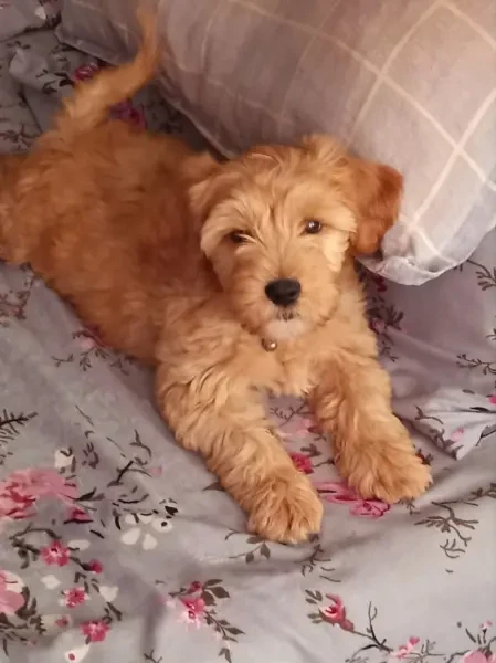 Caniche - 1
