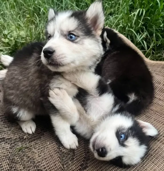 Chien Husky - 1