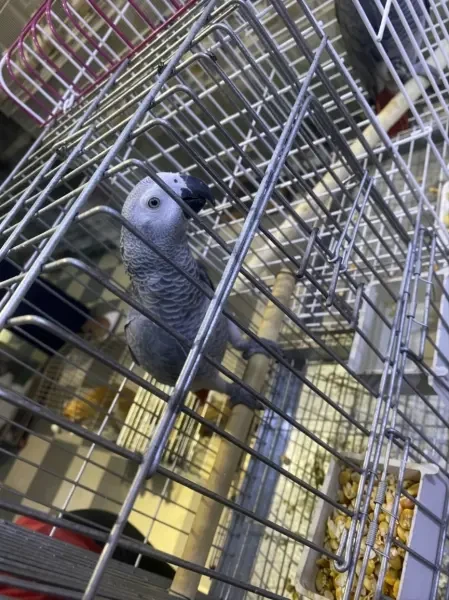 Perroquet gabonais gris - 1