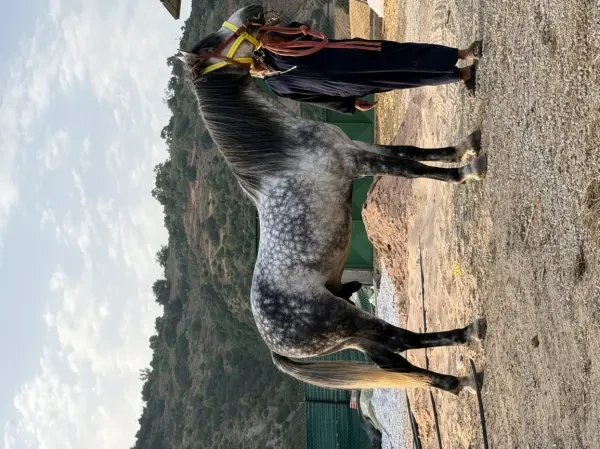 Cheval - 1