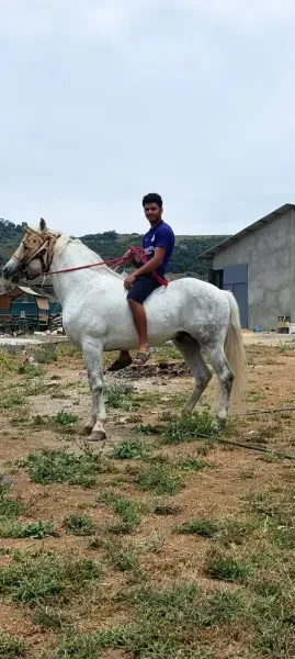 Cheval - 1