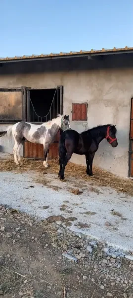 Poney - 1