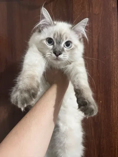 Chaton balinais persan - 1