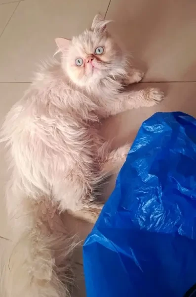 Chat persan peke face - 1