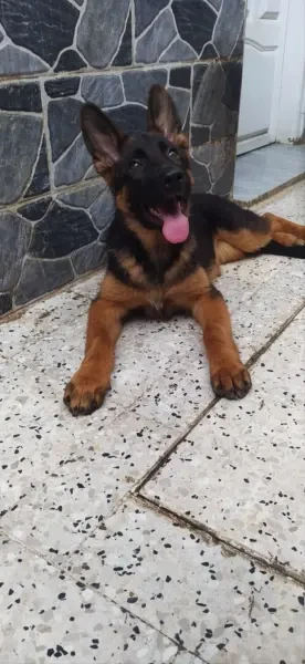 Berger Allemand - 1