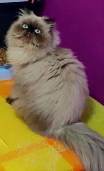 Chat persan himalayen peky face - 1