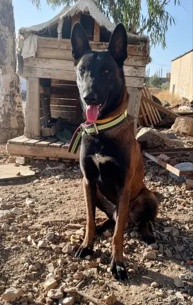 Chiots berger belge (malinois) - 1