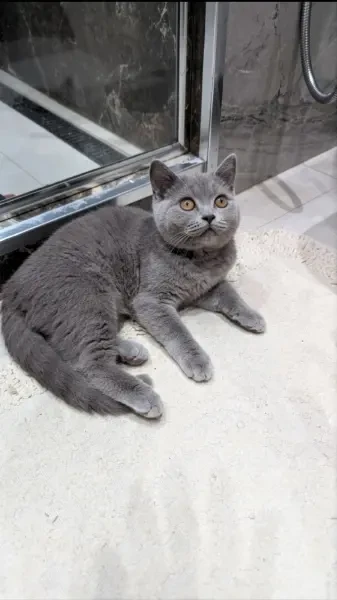 British shorthair mâle lilac - 1