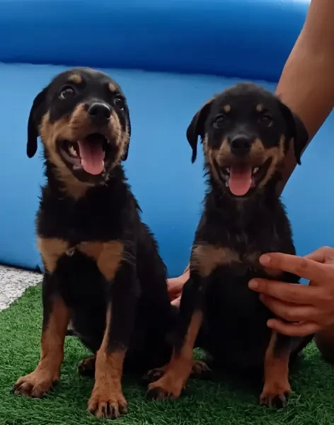 Vente couple chiot rottweiler - 1