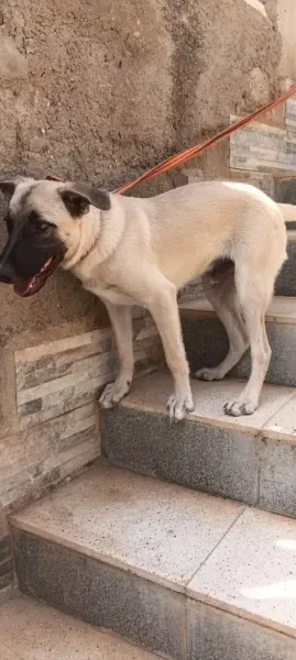 Le chiot berger allemand est une - 1