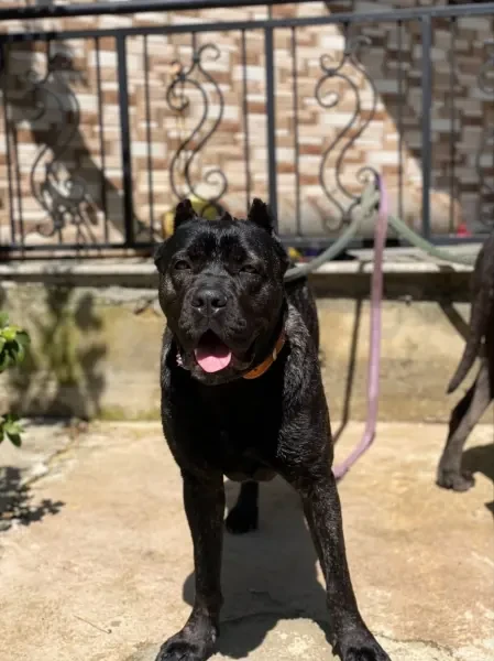 Cane corso - 1
