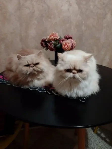 Couple reproducteur - 1