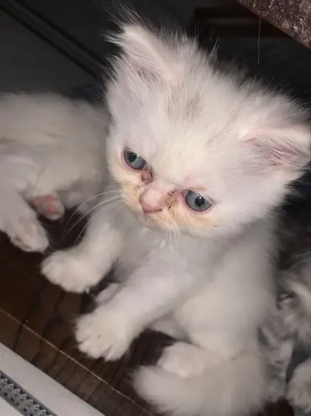 Chaton race pure persan - 1