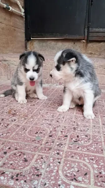 Husky sibérien (male) - 1