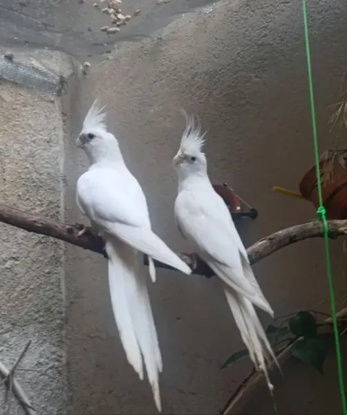 كالوبسيت - 1