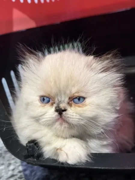 Chat persan half peke face - 1