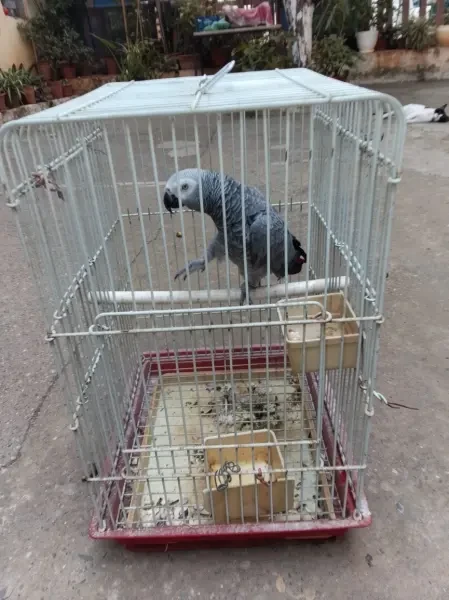 Perroquet gris de Gabon - 1