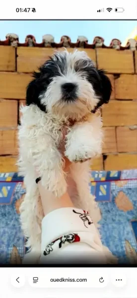 Caniche - 1