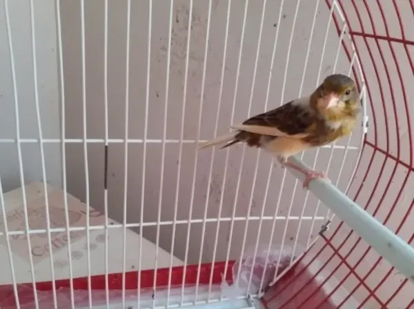 Femelle canaris panaché wajda - 1