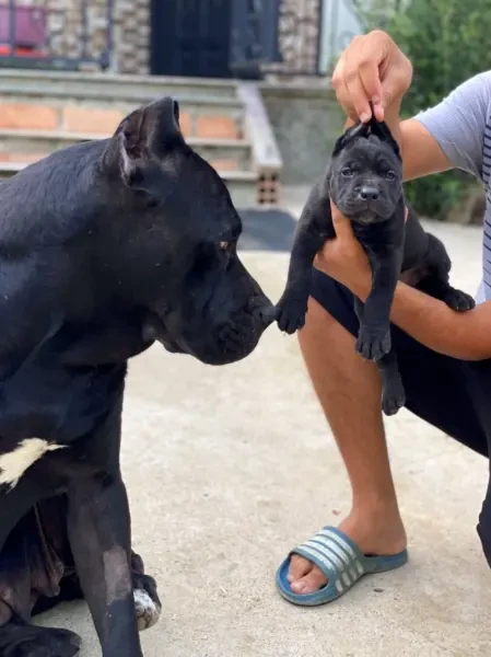 Cane corso - 1