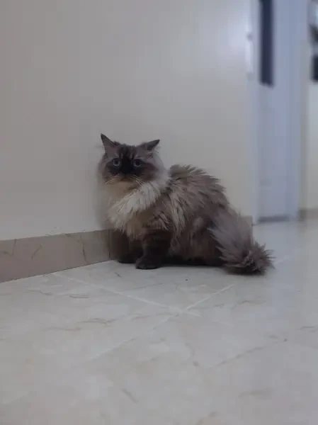 Chat - 1