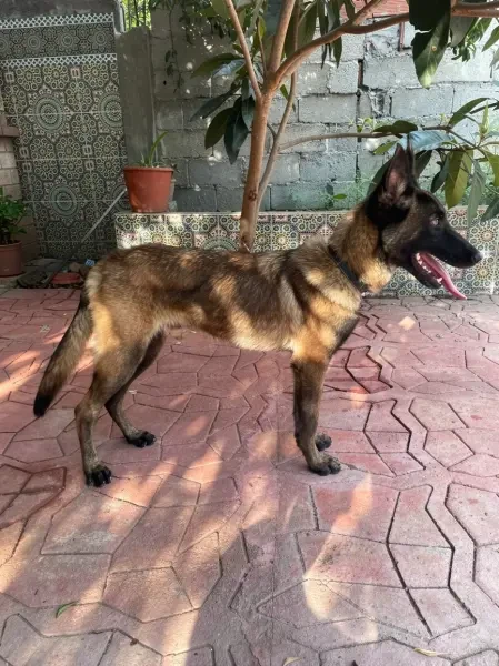 Chiens mallinois - 1