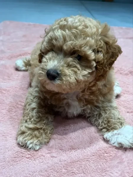Caniche - 1