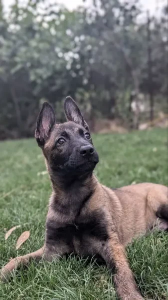 Malinois - 1