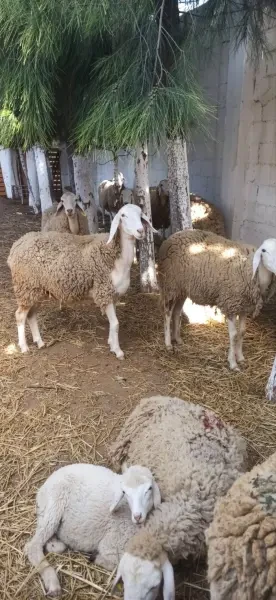 Mouton - 1