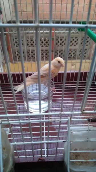 Canari satini - 1