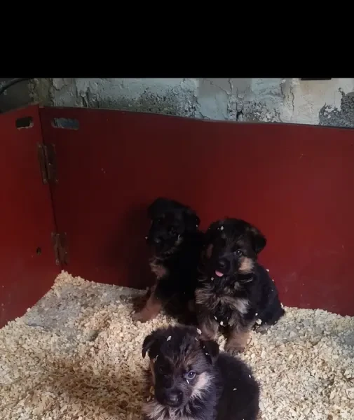 Disponible des chiots berger - 1