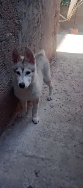 Chien haski femelle - 1