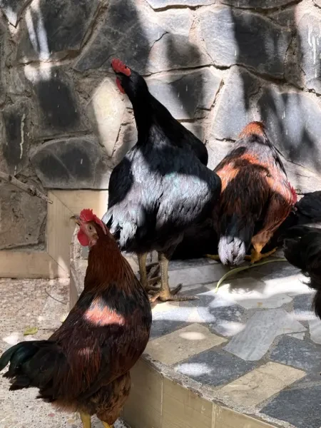 دجاج عرب - 1