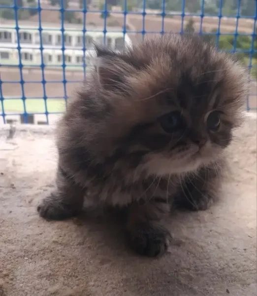 Chats Persan silver est golden - 1