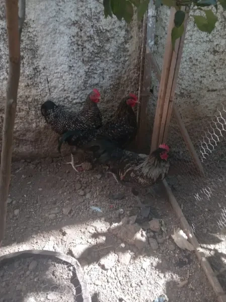دجاج سرادك بلاي موث - 1