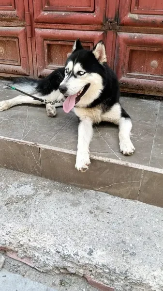Huskies - 1