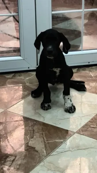 Femelle dog allemand pedigree - 1