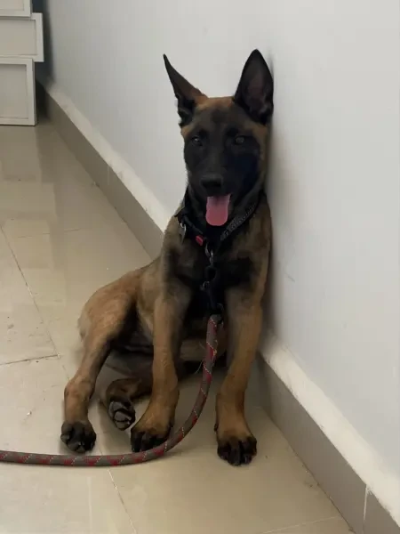 Malinois chuit - 1