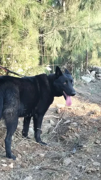 Chienne berger noir - 1