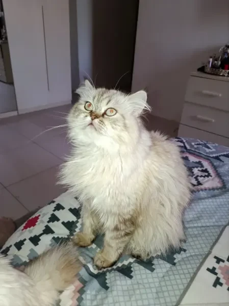 Chat persan - 1